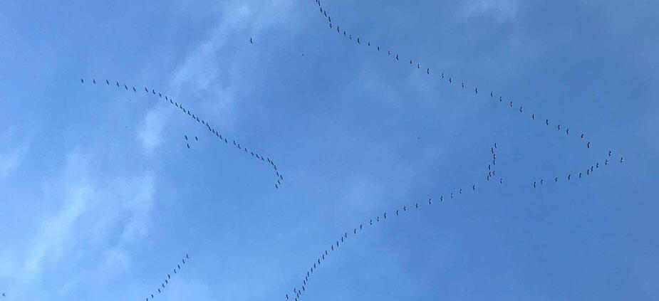 Zugvögel (in selbstorganisierten Teams) auf dem Weg Richtung Süden
